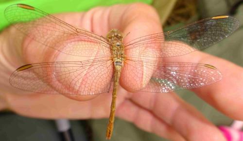 Réf. 354 078 : Sympetrum meridionale
